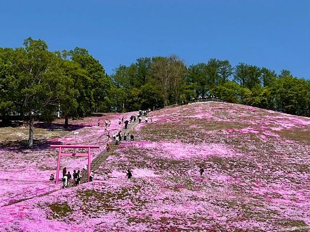 東藻琴芝桜まつり