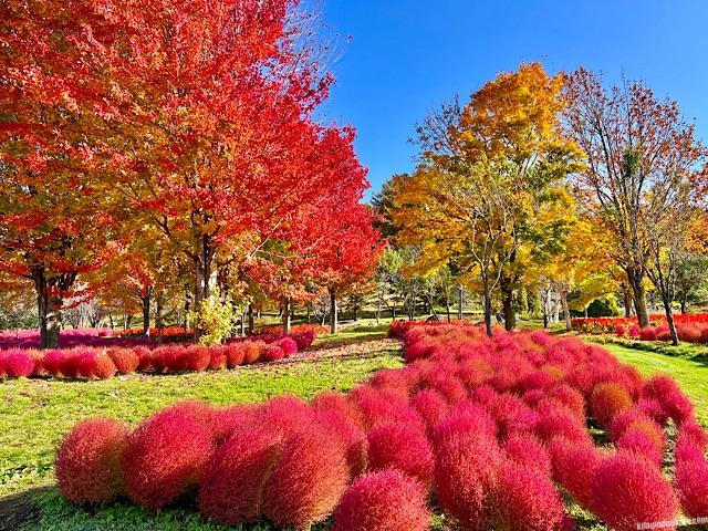 ゆにガーデンコキア