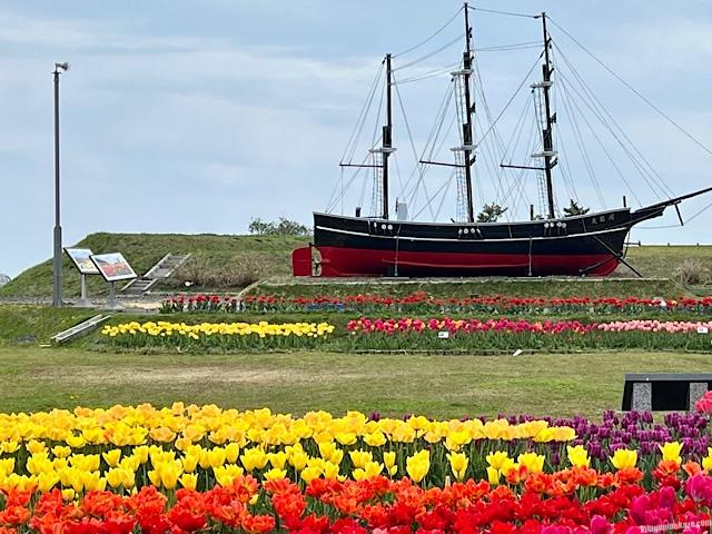 サラキ岬チューリップ園