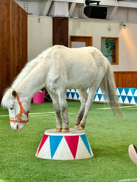 ノーザンホースパークハッピーポニーショー